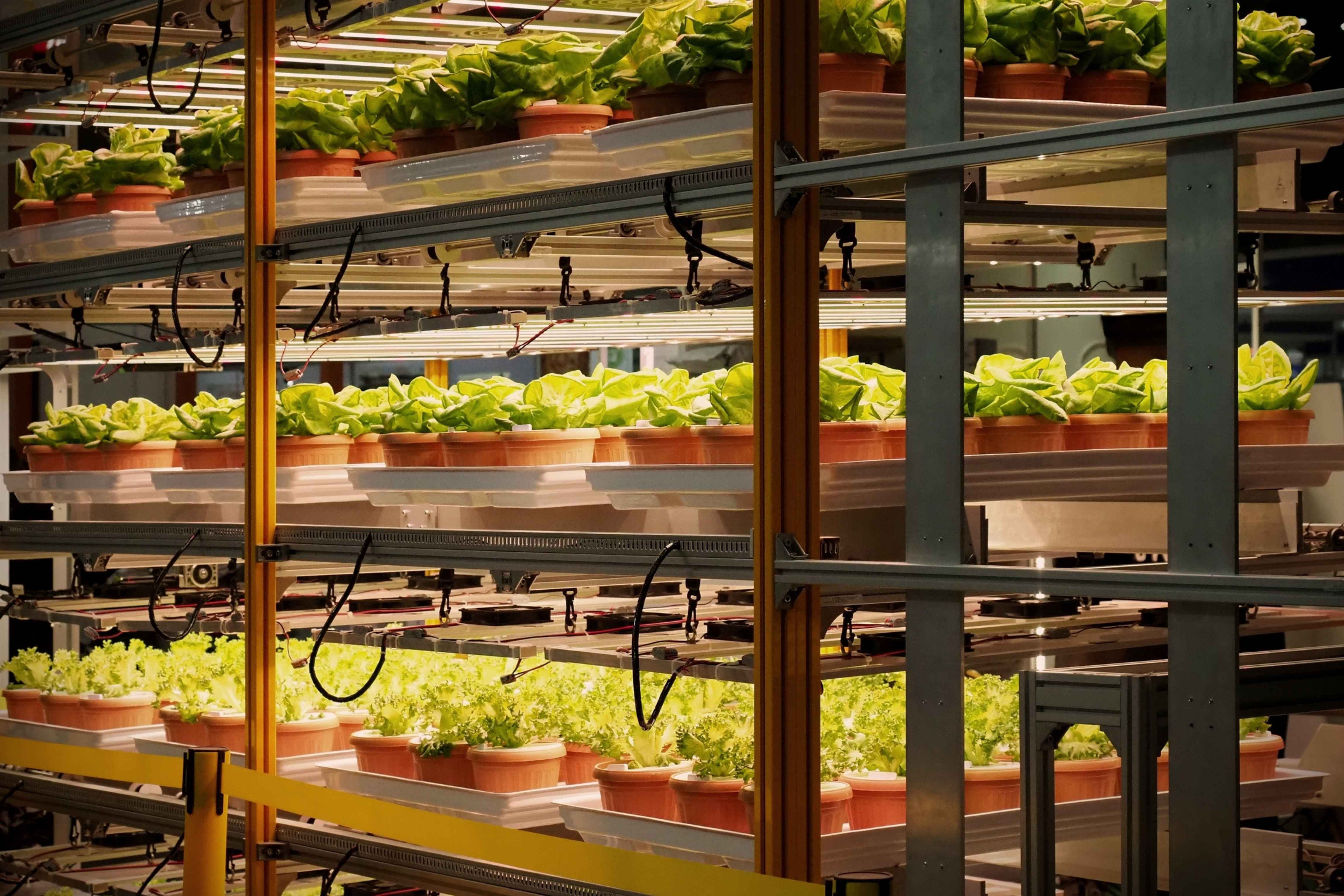 Impianti idroponici per campi indoor che crescono sotto le luci LED e la ventola elettrica per ridurre le emissioni di CO2. Allevamento verticale interno o orticoltura che utilizza la nuova tecnologia di semina piante su pila verticale.